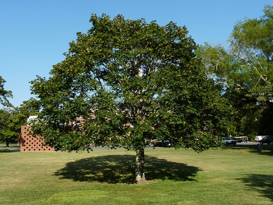 {Acer platanoides}